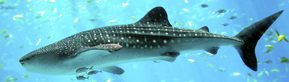 Rhincodon typus_000654.jpg